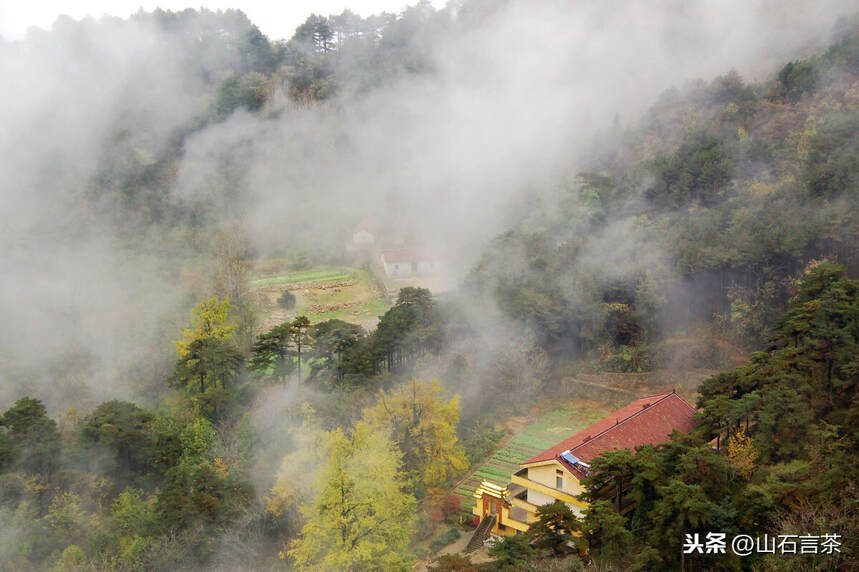 为什么说“高山云雾”出好茶？（一）