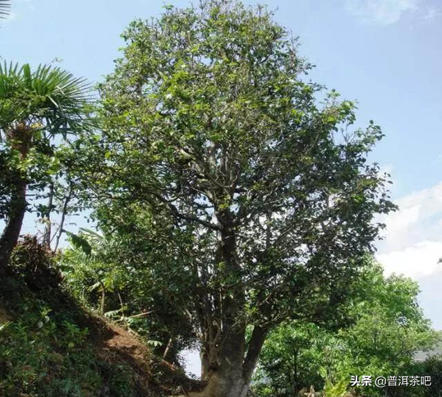 「干货分享」勐海茶区滑竹梁子古茶山的特色与口感