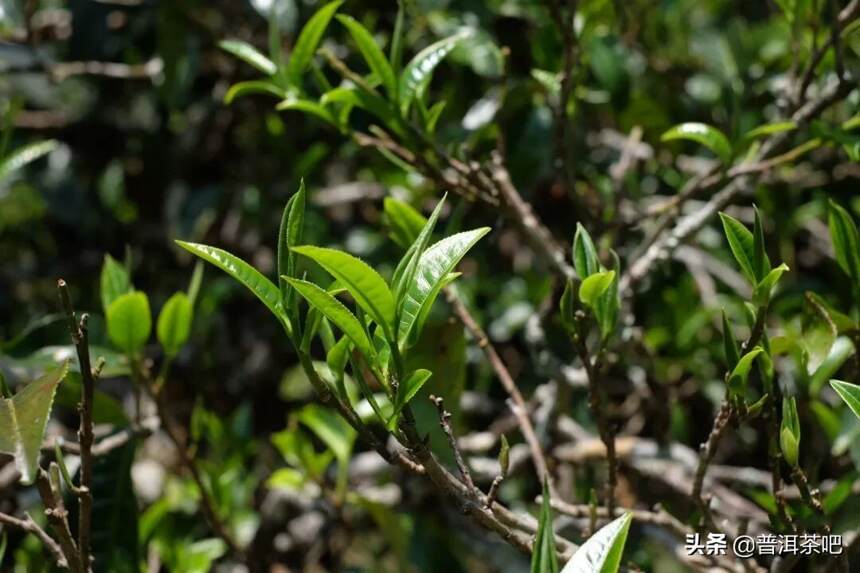 「干货分享」详解云南临沧勐库冰岛茶