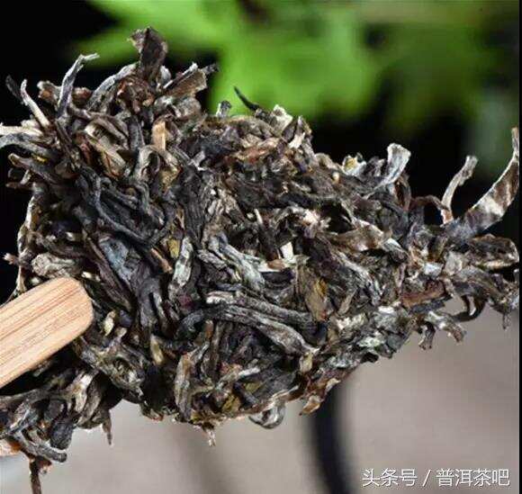 新普洱生茶的品感的误区