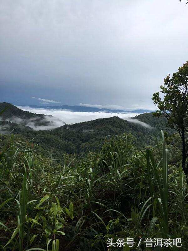 云南易武茶区天门山普洱茶