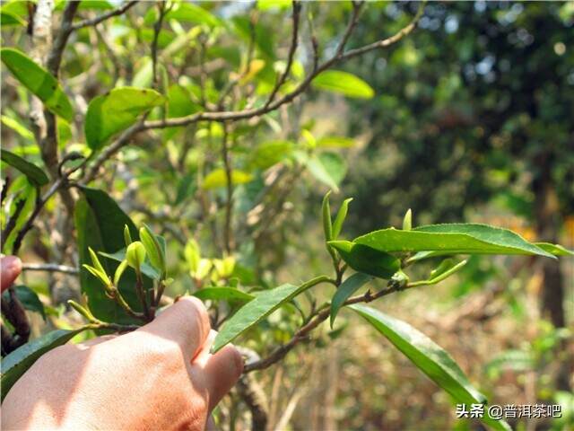 【刀哥说茶】云南小叶种茶，从没落到回归