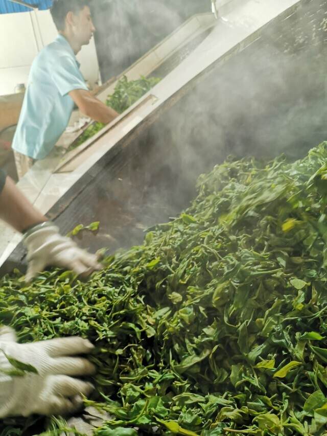 基础普洱茶知识：普洱生茶之制作流程