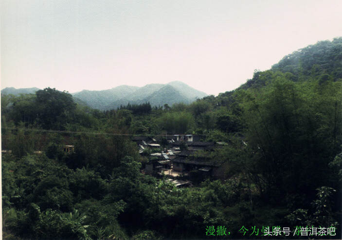 普洱穷根问山头——古六大茶山茶性特点