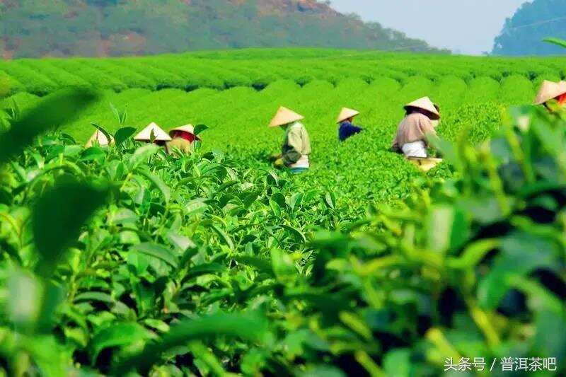 “春茶发酵”是炒作噱头，还是破局奇招？