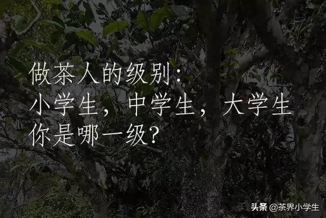 做普洱的茶人也分级，你在哪一级？