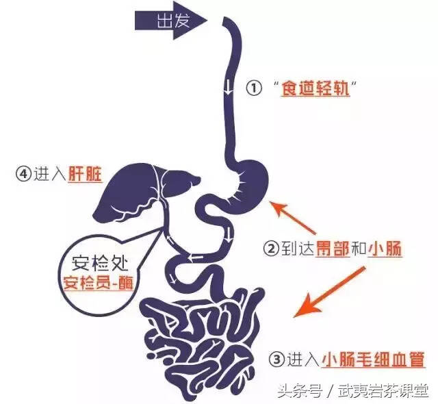 一杯茶的旅行：从茶汤入口开始，开启身体与心灵的同时修行