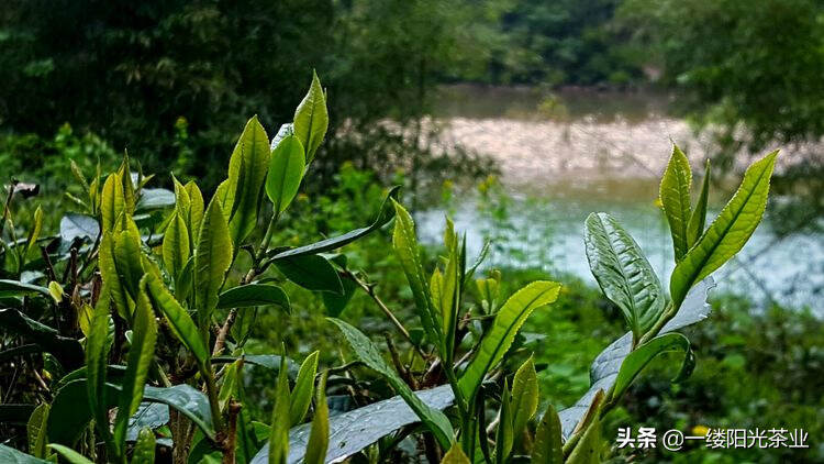 茶圈秘事！老茶客分享！茶叶那些不为人知的冷知识