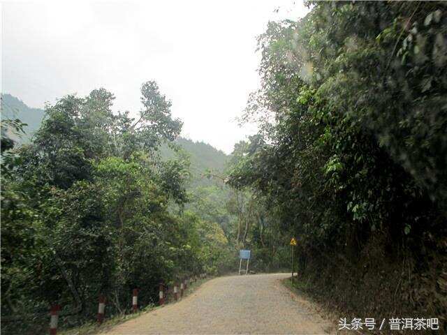 2018普洱茶吧茶山行日记丨布朗山帕点古茶园（一）