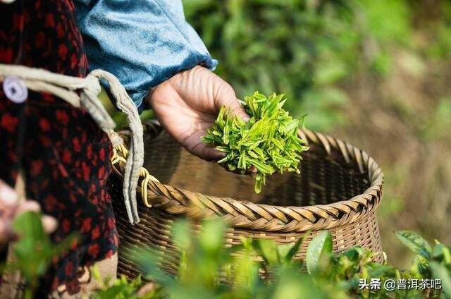 说说普洱茶的“纯料”和“一口料”