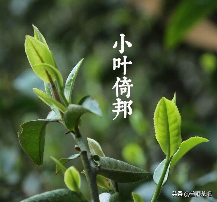 「干货分享」倚邦，云南大叶种的异类（云南大叶种？倚邦有话说）