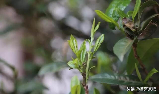 【干货分享】古六大茶山之倚邦古茶山