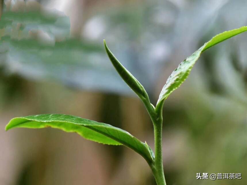 2019普洱茶吧明前头春勐海《月光白》白茶