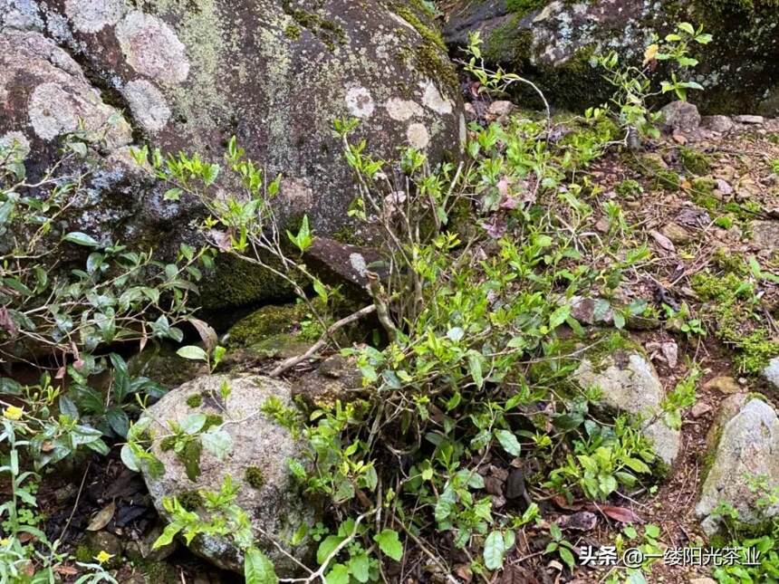 栗香玉芽：没落皇家茶园里的“一口春色”