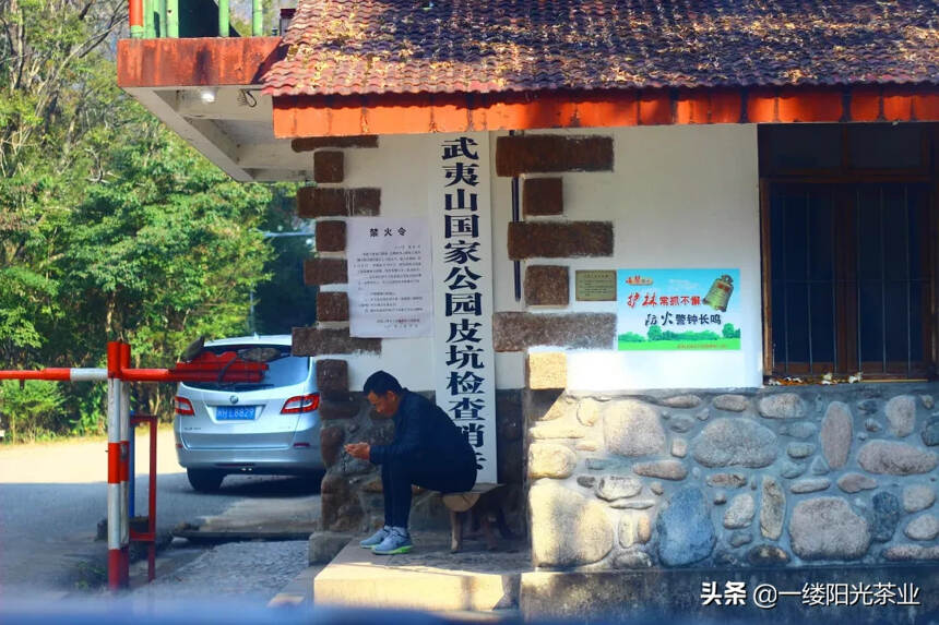 芜茗：百年野生山岭上，好茶自己会说话