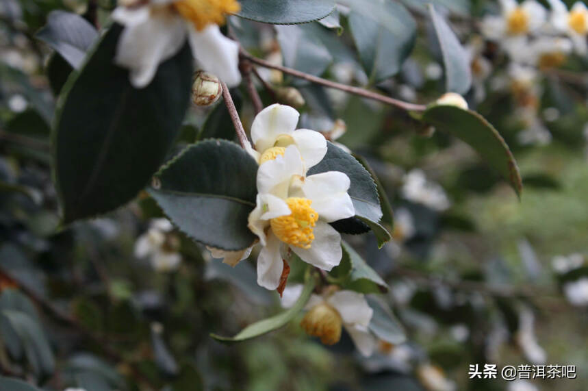 「干货分享」详解普洱茶茶树种类分类