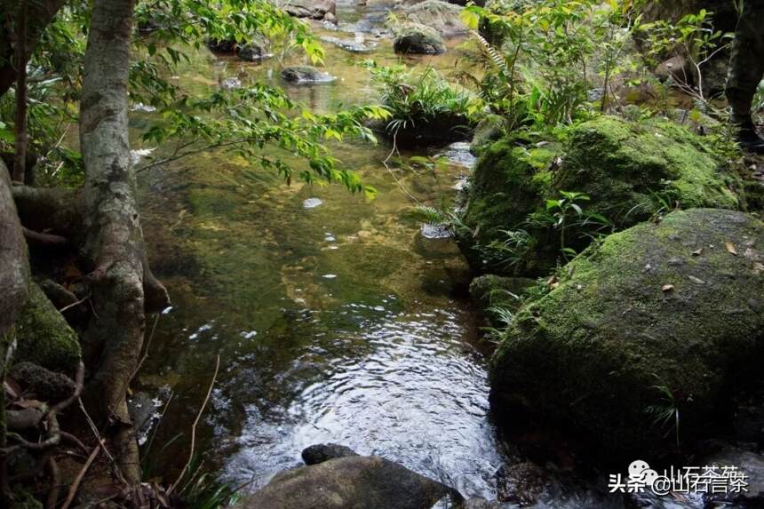 茶事 | 浅谈武夷山正岩老丛水仙