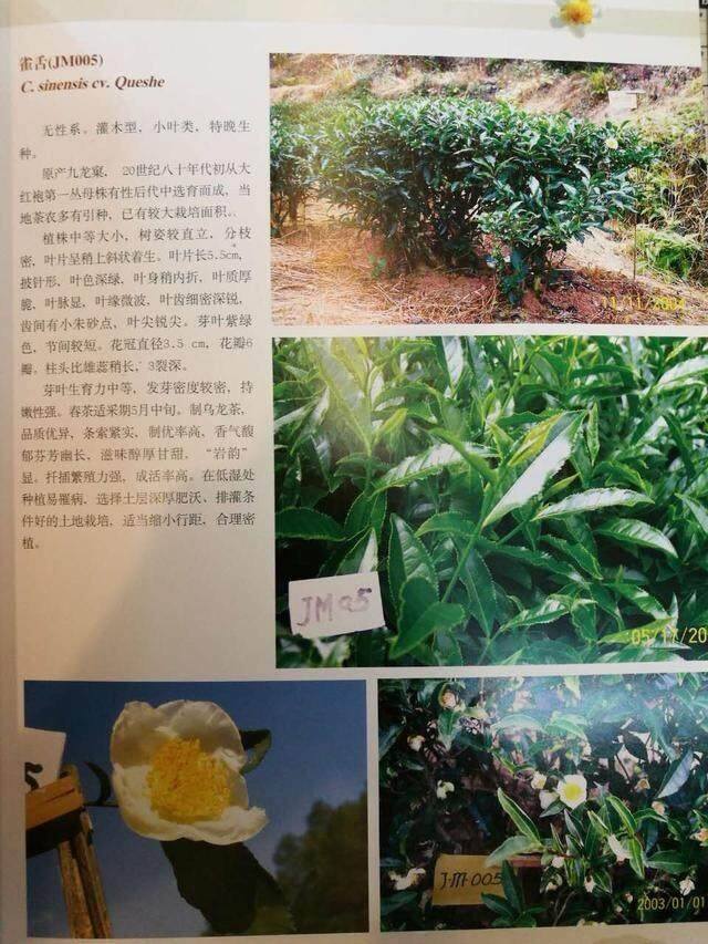 武夷岩茶品种茶传记：春过始发芽，真是不知春