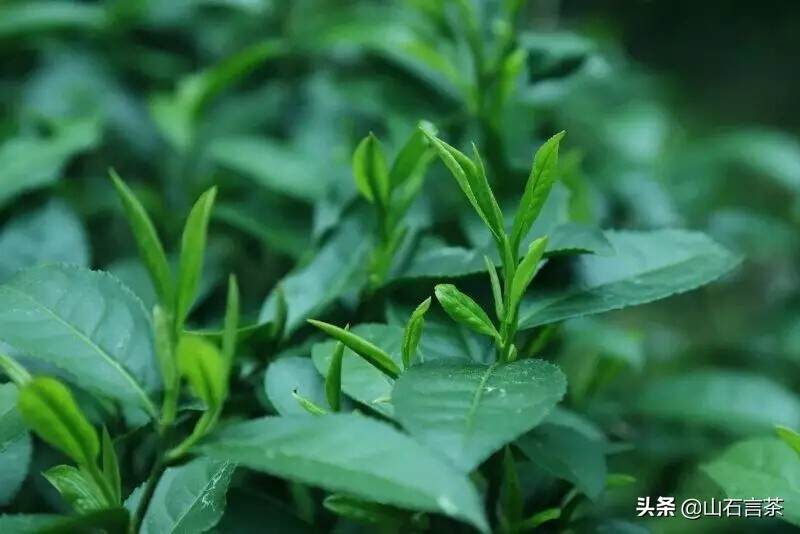 茶事 |学会这些技巧，你也能泡好绿茶