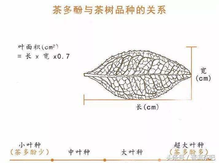 苏轼告诉你，茶叶除了品饮还能做什么？