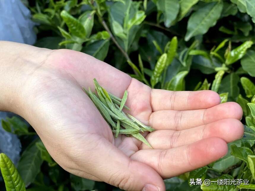 栗香玉芽：没落皇家茶园里的“一口春色”