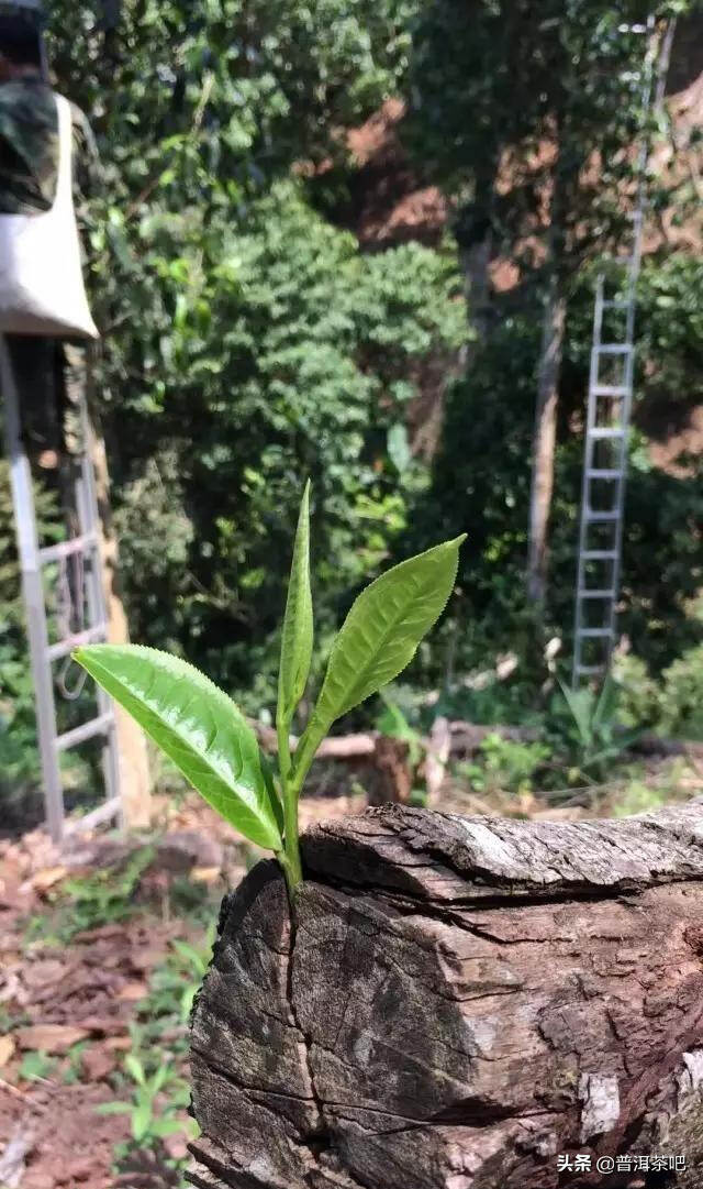 「干货分享」易武茶新贵铜箐河普洱茶