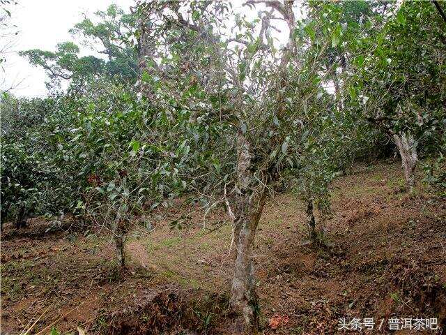 2018普洱茶吧茶山行日记丨布朗山帕点古茶园（一）