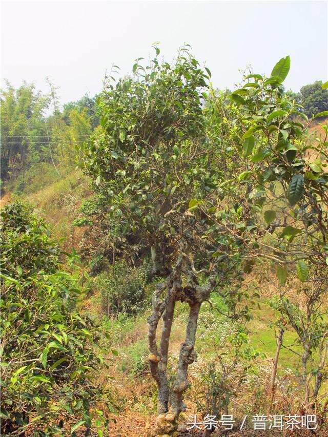 2018普洱茶吧茶山行丨勐宋那卡古茶园（一）