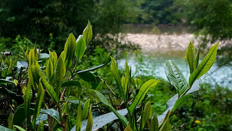 高端武夷岩茶，它的品质到底好在哪里？