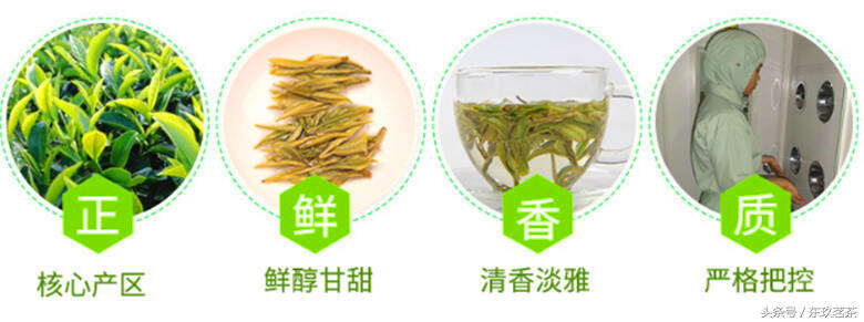 茶中珍品52——长兴紫笋绿茶（极品茶为芽叶相抱似笋，形似兰花）