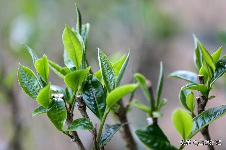 明前茶和雨前茶分别是什么时候的茶？它们有什么区别