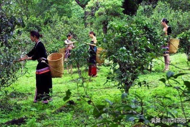 「刀哥说茶」普洱茶，您喝生态还是喝树龄？