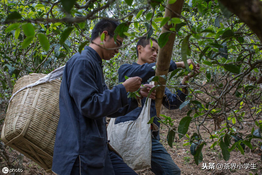 我在勐海做普洱遇到3个坑，做普洱的朋友一定要看！