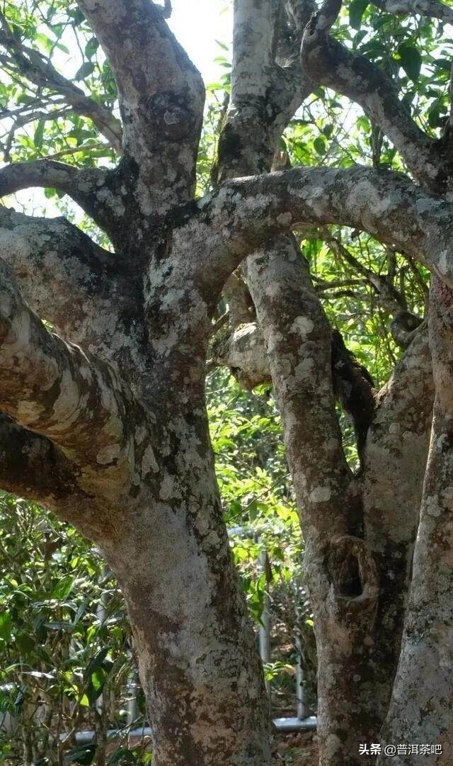 「干货分享」普洱茶山记之临沧昔归茶山行