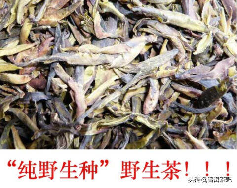 说说普洱茶中野生茶那点事