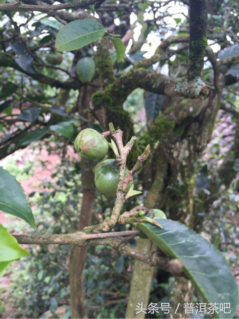 澜沧古茶-邦崴