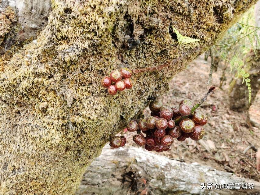 一片叶子改变一个民族的命运