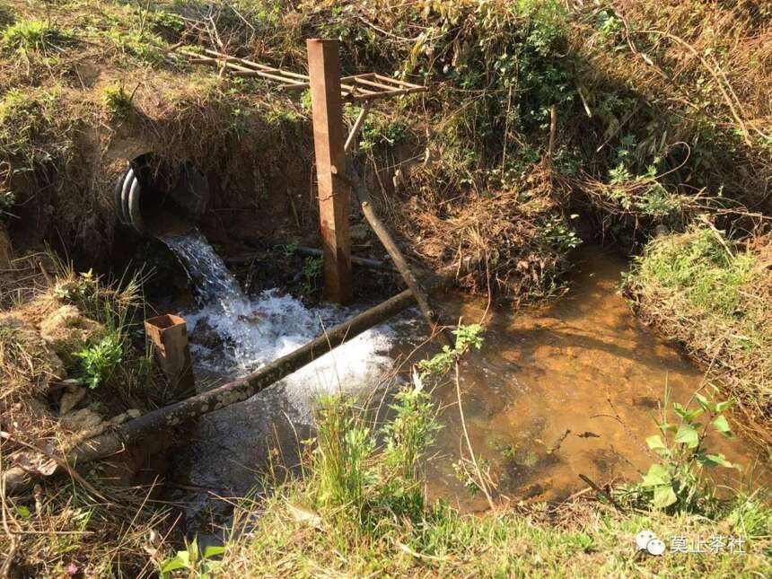 莫止茶社习茶笔记008南糯新贵拔玛茶