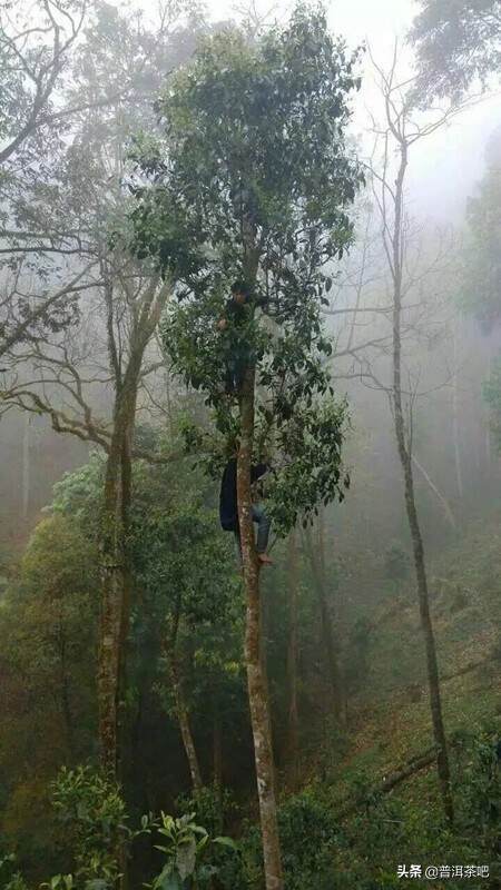 森林中的高杆茶，古树茶的“最后一战”