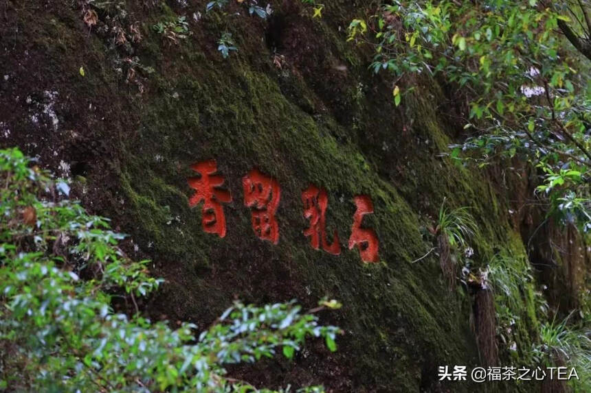 福建之茶 | 这份武夷岩茶的简介，建议收藏