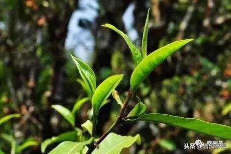 形容普洱茶的32种气味，请对号入座