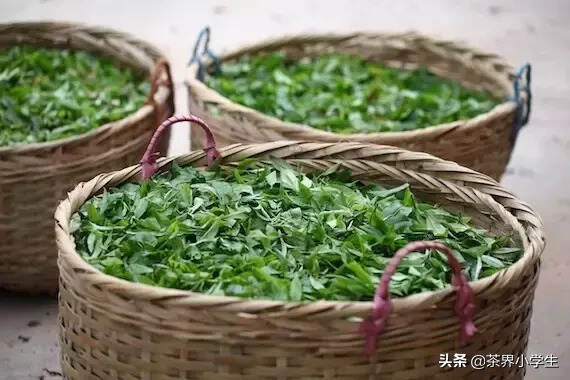 普洱生茶是晒青绿茶吗？这位茶友想对云南省茶叶协会说~