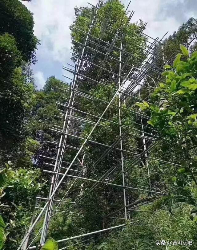 石一龙：茶王树的生死劫