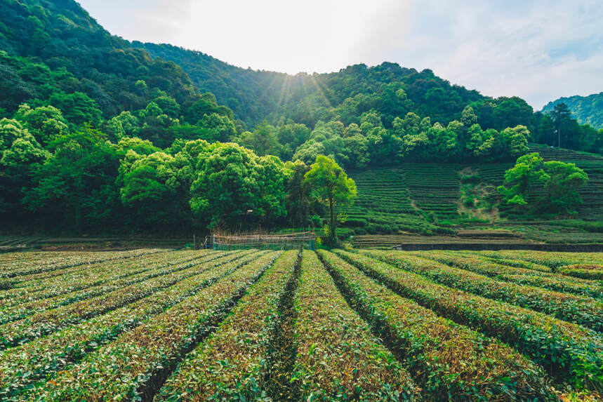 六大茶山辉煌的开始，曹当斋与倚邦茶山的故事