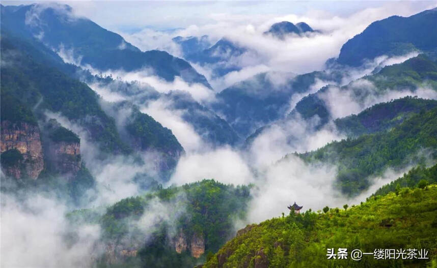 栗香玉芽：没落皇家茶园里的“一口春色”