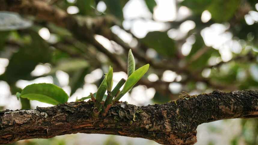 朋友圈古树春茶，您信了吗？