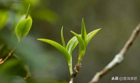 【干货分享】古六大茶山之倚邦古茶山