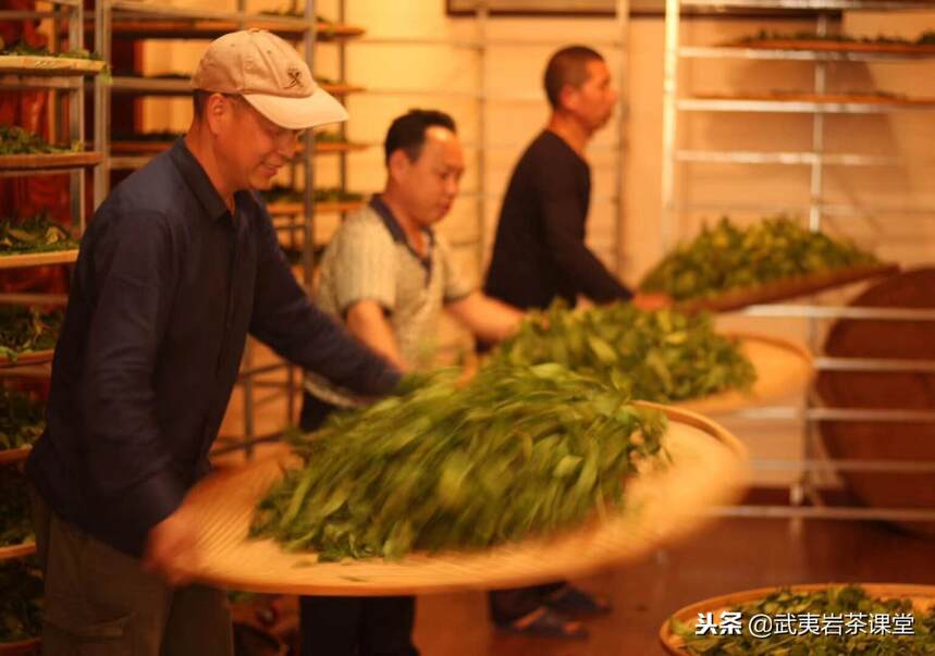 武夷岩茶大红袍非遗传承：是少数人的狂欢，还是整个产业的兴旺？