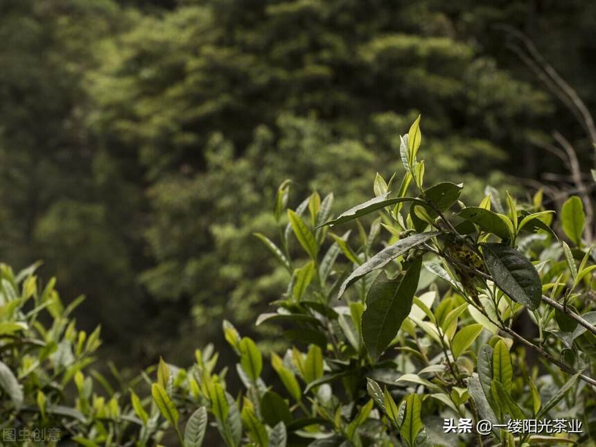 轰动世界的中国红茶有几种？红茶基础知识详解，入坑必看宝典