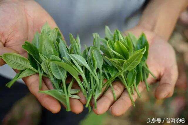 云南普洱茶之丨山茶与坝茶